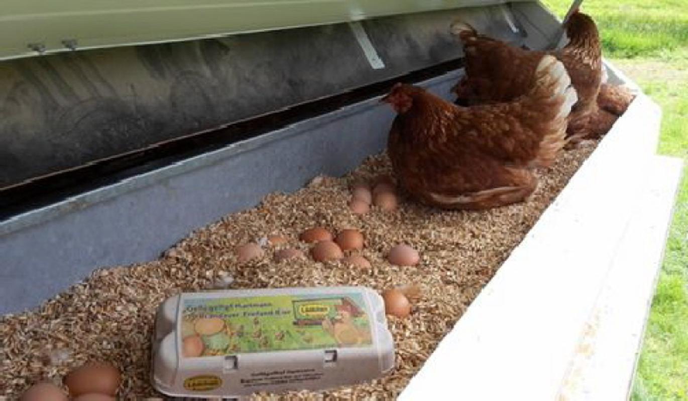 Brandauer-Freiland-Eier aus der Eierklappe