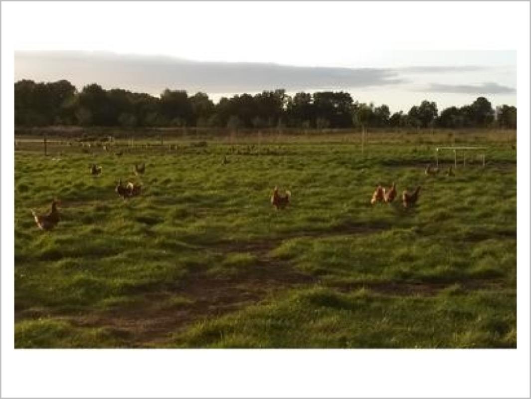 Eierautomat Hof Lüssing