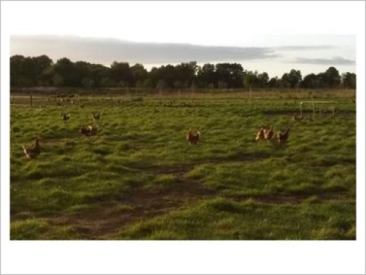 Eierautomat Hof Lüssing