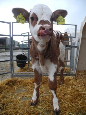 Kuhle Milch Oberasbach