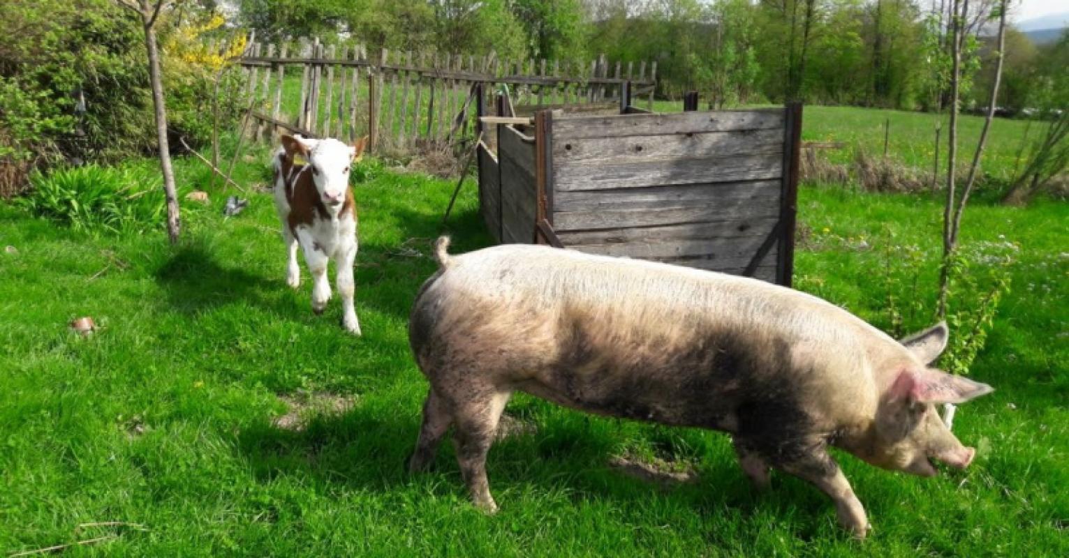 Biomilchautomat Koller