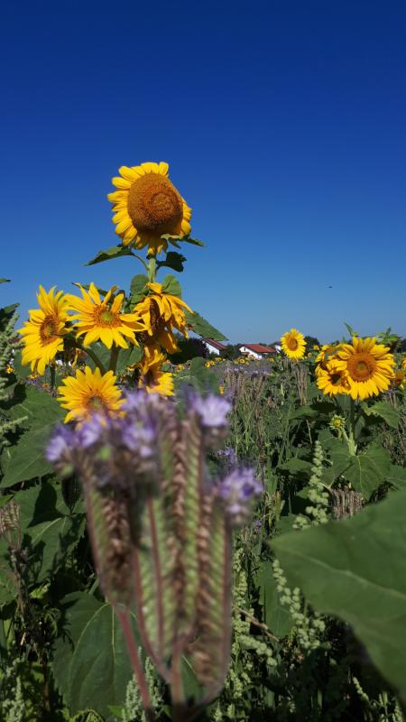 Schütz Landwirtschaft 1